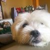 hermanitos.dog