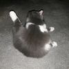 meawsap