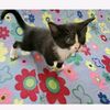 catmaster2221