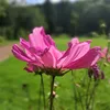 thistledown46