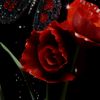 khanhaseeb011