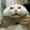 hwudhwv