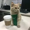 coffeecatmeow