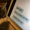 stinkykittin