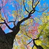 tran_thituyettrinh