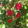 red.rose84407