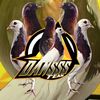 daansss_team