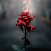 samdawood244