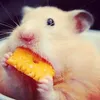 cheeseman269