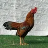 12011995ducdat