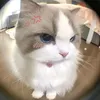 thhdii