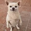 kobushideteikou