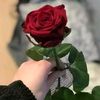 alya_37689