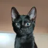 incogdanito