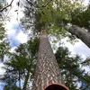 highcoastloggingab