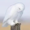ariffhdd