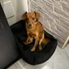 .ciccino