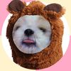 cloverr_dandelion