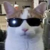 eliteskatingdog