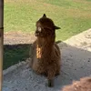 user_cuoivomat
