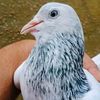 bloodline_pigeons