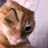 small_ear_bandit