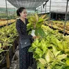 Tiệm Lá Nhỏ