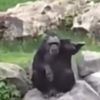 bigpromonke