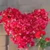 hassanjutt134