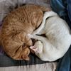 wowfjorg