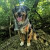shadycreekdogs