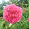 lanphuong4760