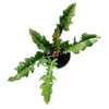 roslinoholik