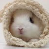 ulovebunni