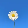 taann295