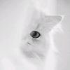alina.dima7