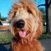 mr.snuffleupagary