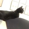 kan_cat