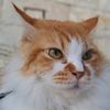 kucing_giant