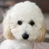 ririleopurin