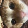 shrimpshrish