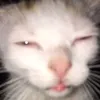 ooeeaeo