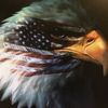 robert.vet