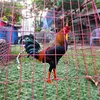 huynhphuc_99