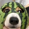 jun_528