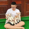 corgihanoi
