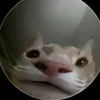 nguynl.hieu08
