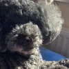 ilikedogsbecausetheirdog
