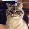whiskerwtf