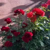 sami__mustefa70